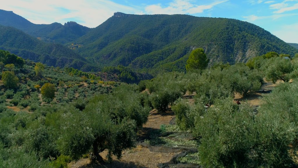 Olivar de montaña