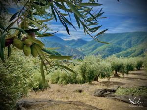 aove de montaña