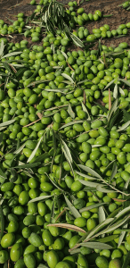 Aceitunas Verdes