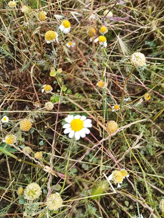 Manzanilla en el Olivar de Verde Cañalacueva