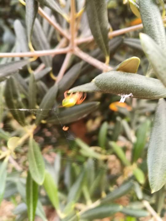 Depredadores naturales