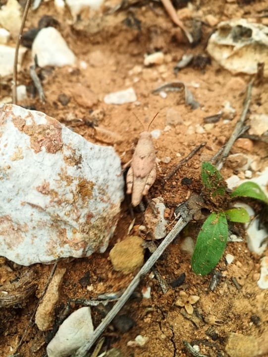 Grillo en el olivar de aceite verde Cañalacueva