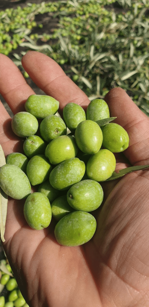 Aceitunas verdes