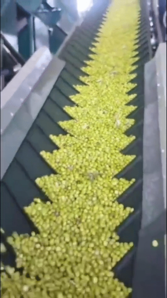 Nueva Cosecha de Aceite 2025/2026