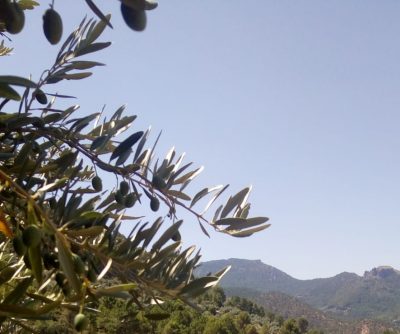 Olivar de Montaña Tipos de Aceitunas